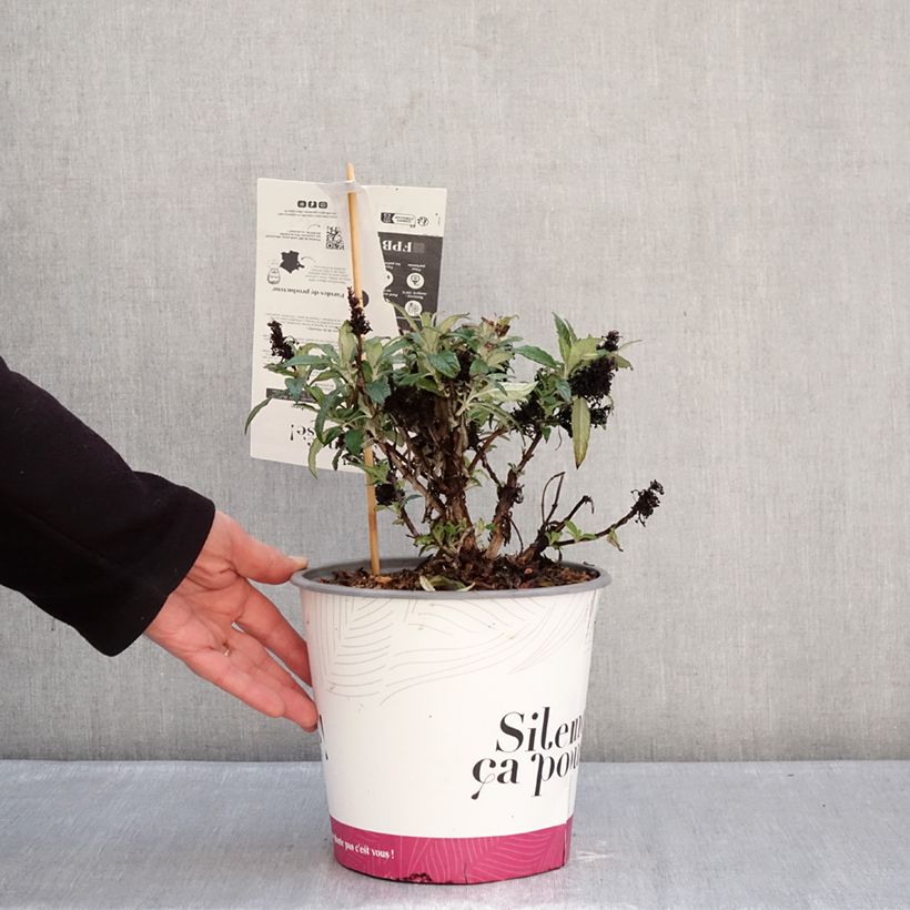 Spécimen de Buddleia davidii Tiny Buddy Deep Blue - Arbre aux papillons nain Pot de 4L/5L tel que livré en hiver