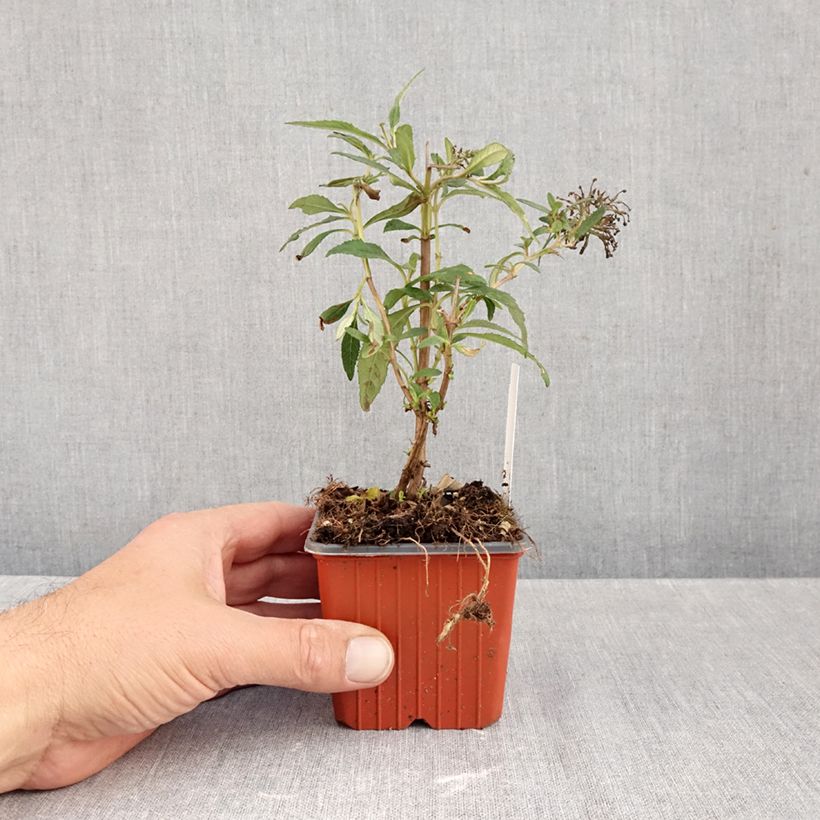 Spécimen de Buddleia davidii White Profusion - Arbre aux papillons Godet de 8/9 cm tel que livré en automne