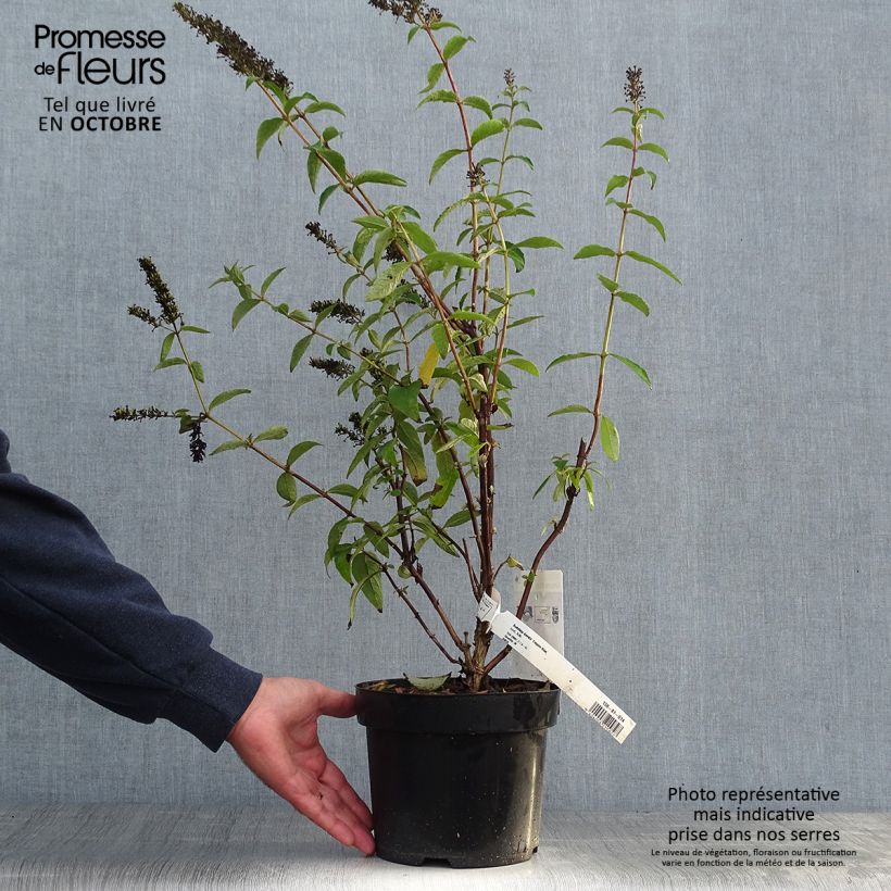 Spécimen de Buddleia Empire Blue - Arbre aux papillons Pot de 2L/3L tel que livré en automne