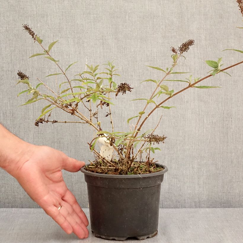 Spécimen de Buddleia Free Petite Lavender Flow - Arbre aux papillons Pot de 2L/3L tel que livré en été