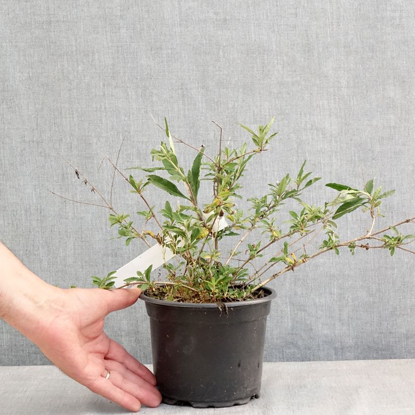 Spécimen de Buddleia Free Petite Lavender Flow - Arbre aux papillons Pot de 2L/3L tel que livré au printemps