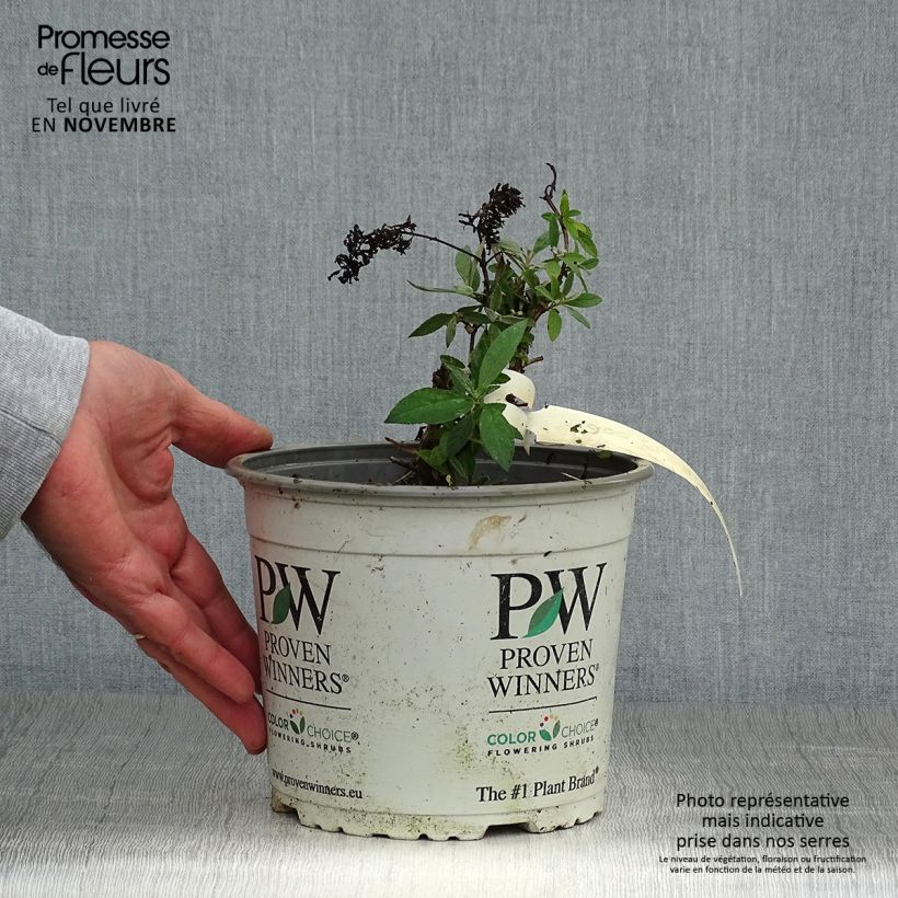 Spécimen de Buddleia Lilac Chip - Arbre aux papillons nain Pot de 2L/3L tel que livré en automne