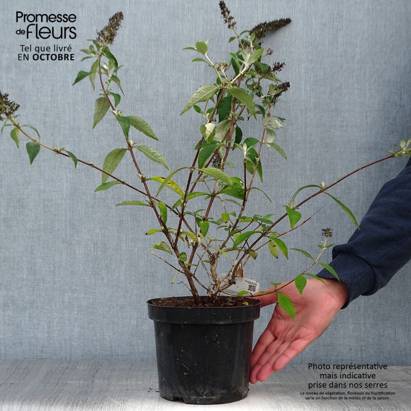Spécimen de Buddleia Lochinch - Arbre aux papillons Pot de 2L/3L tel que livré en automne