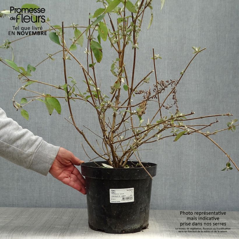 Spécimen de Buddleia Lochinch - Arbre aux papillons Pot de 7,5L/10L tel que livré en automne