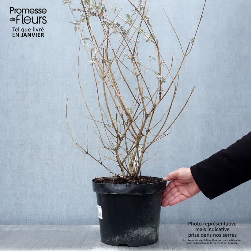 Spécimen de Buddleia Lochinch - Arbre aux papillons Pot de 7,5L/10L tel que livré en hiver