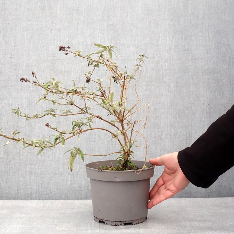 Spécimen de Buddleia Magda's Gold Knight - Arbre aux papillons Pot de 3L/4L tel que livré en hiver