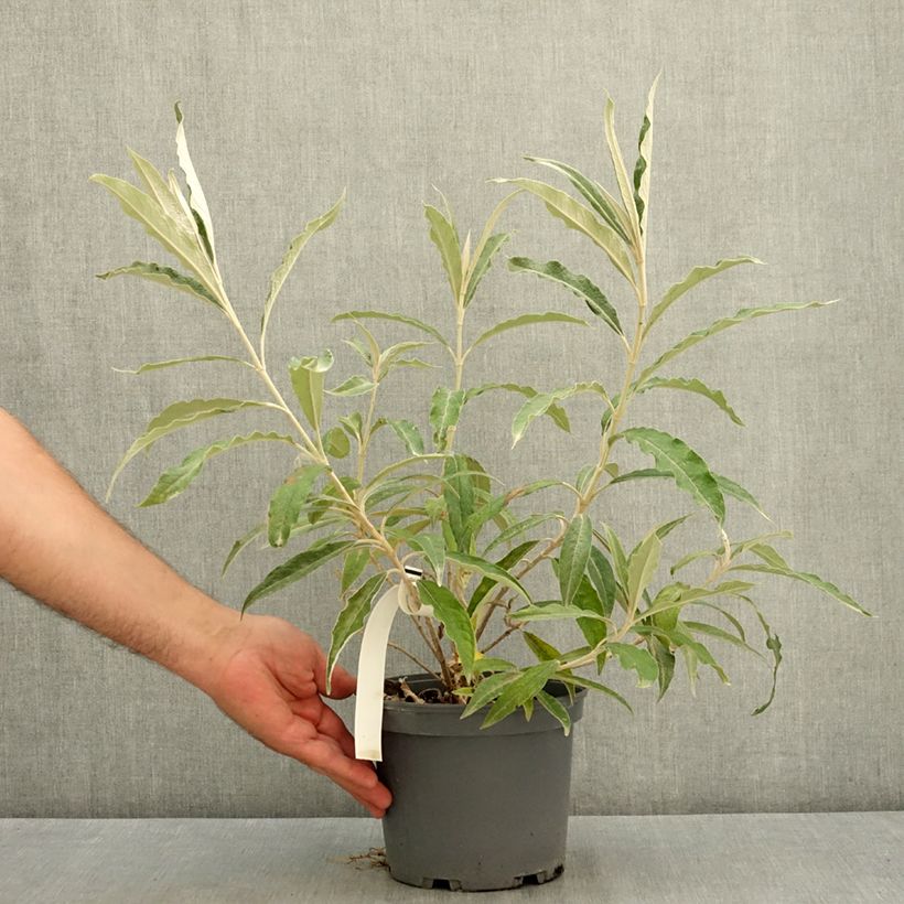 Spécimen de Buddleia megalocephala - Arbre à papillons Pot de 3L/4L tel que livré en été