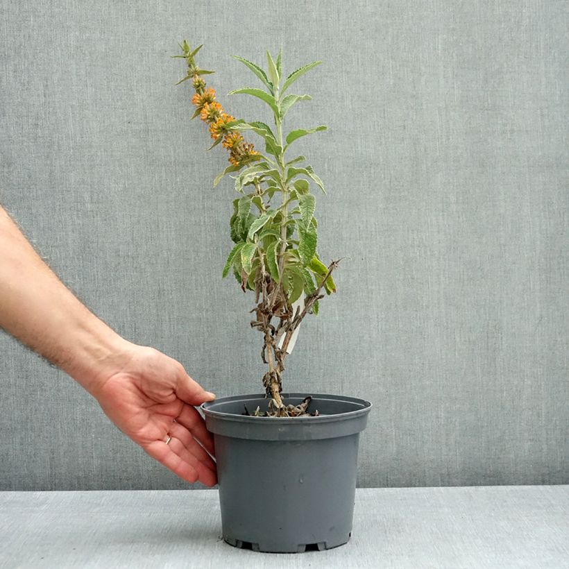 Spécimen de Buddleia Orange Sceptre - Arbre aux papillons Pot de 3L/4L tel que livré en automne