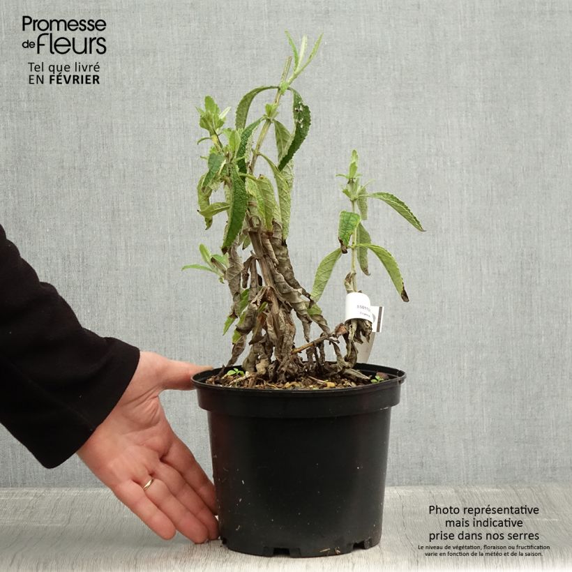 Spécimen de Buddleia Orange Sceptre - Arbre aux papillons Pot de 3L/4L tel que livré en hiver