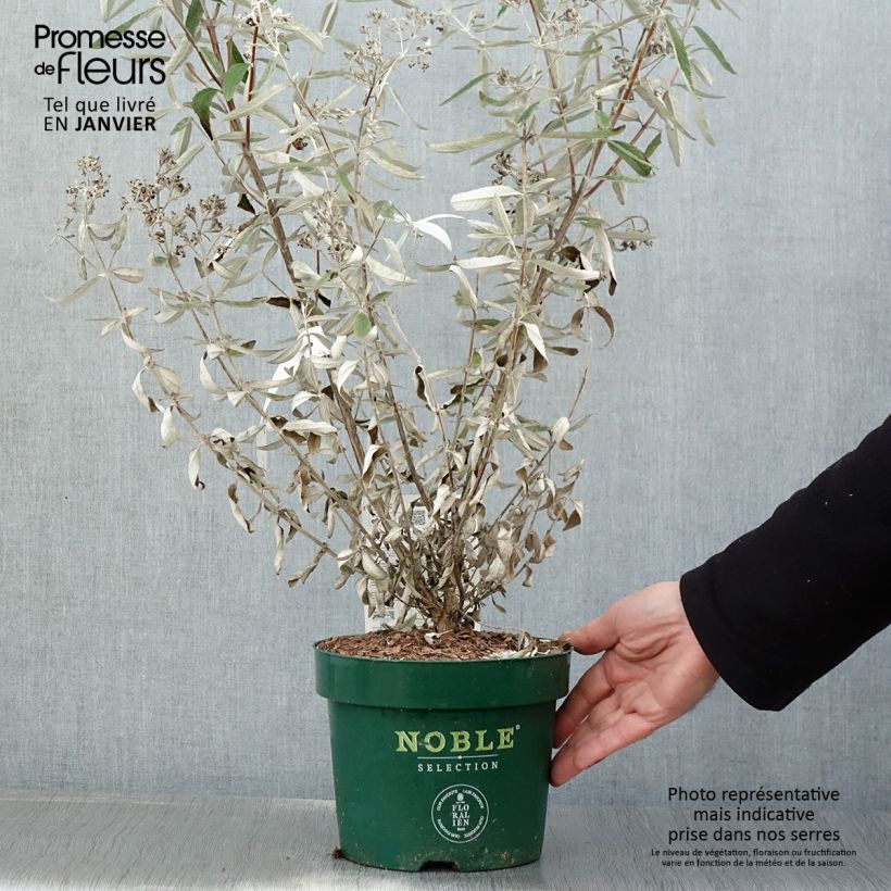 Spécimen de Buddleia Silver Anniversary - Arbre aux papillons Pot de 3L/4L tel que livré en hiver