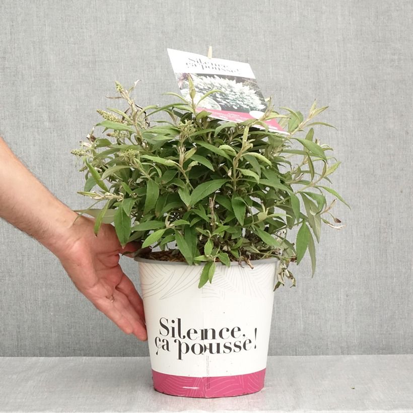 Spécimen de Buddléia Tiny Buddy White - Arbre aux papillons nain Pot de 4L/5L tel que livré en automne