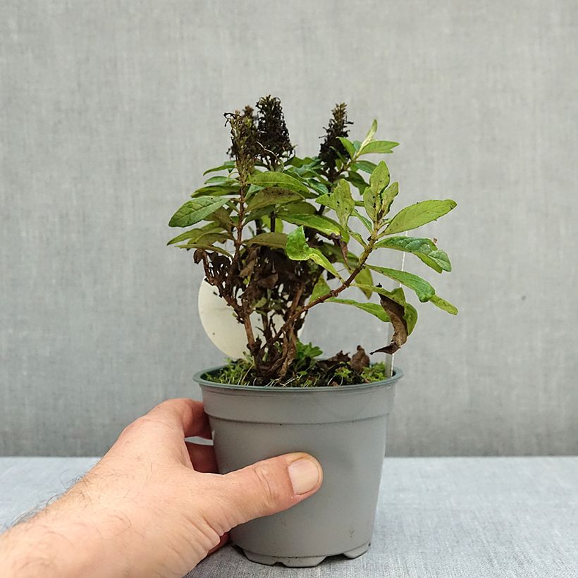 Spécimen de Buddleja Butterfly Candy Little Cerise - Arbre aux papillons nain Pot de 12 cm / 13 cm tel que livré en automne