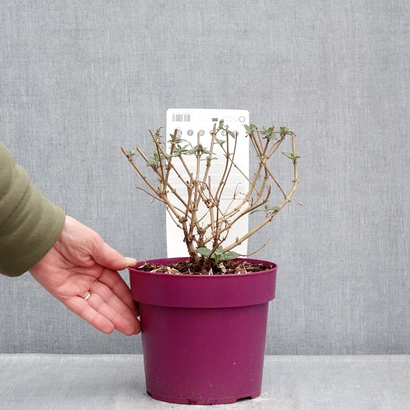 Spécimen de Buddleja Butterfly Candy Little Cerise - Arbre aux papillons nain Pot de 3L/4L tel que livré en hiver