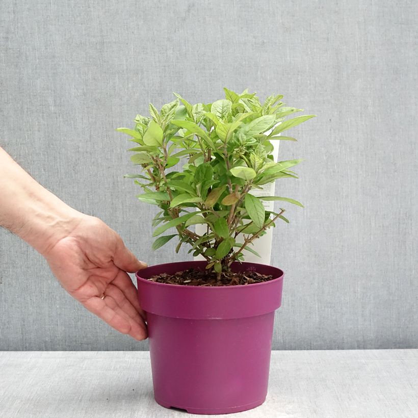 Spécimen de Buddleja Butterfly Candy Little Cerise - Arbre aux papillons nain Pot de 3L/4L tel que livré au printemps