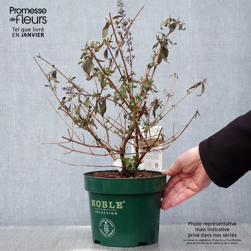 Spécimen de Buddleja davidii Argus Velvet Pot de 3L/4L tel que livré en hiver