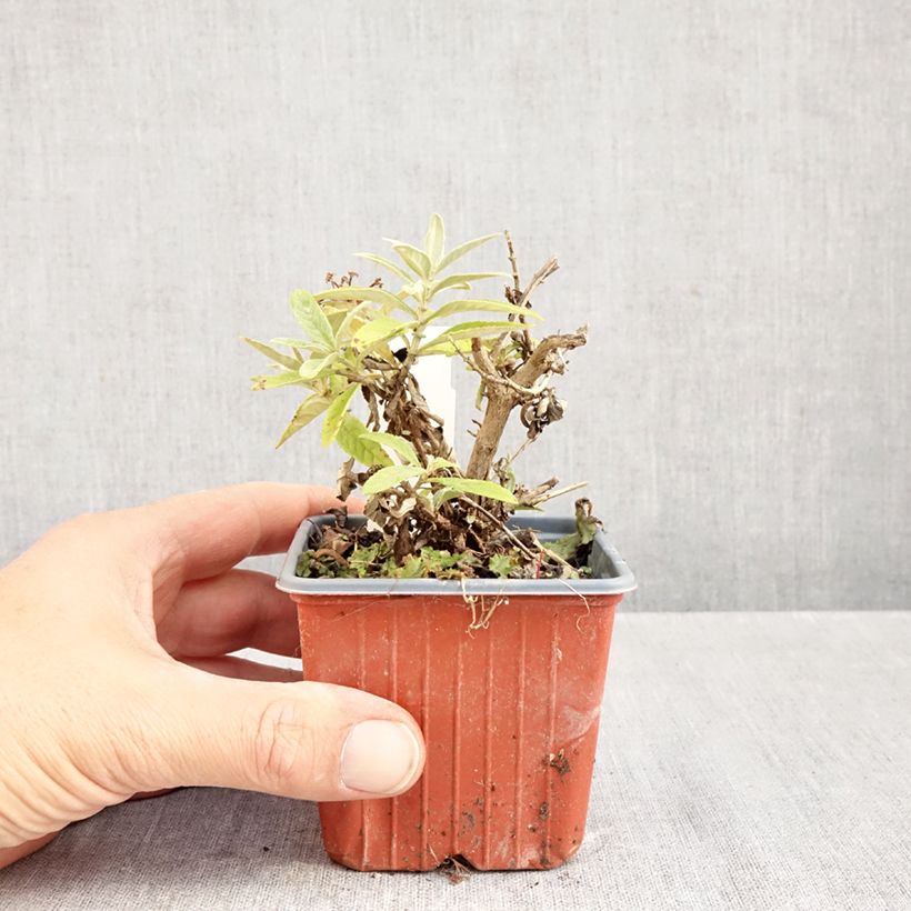 Spécimen de Buddleja davidii Butterfly Candy Lila Sweetheart - Arbre aux papillons nain Godet de 8/9 cm tel que livré en automne