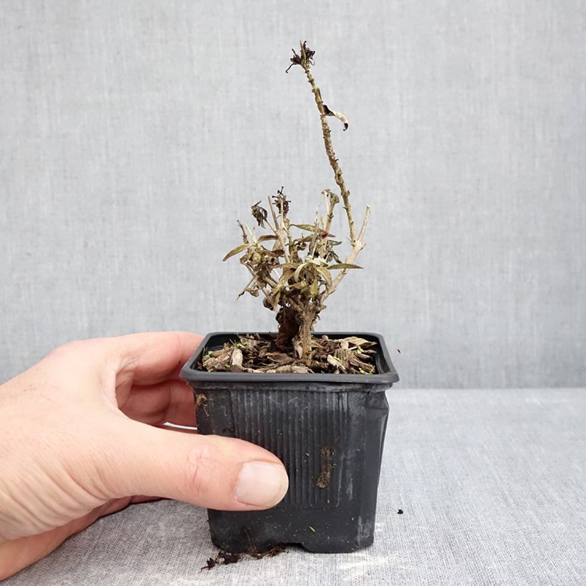 Spécimen de Buddleja davidii Butterfly Candy Little Lila - Arbre aux papillons nain Godet de 8/9 cm tel que livré en hiver