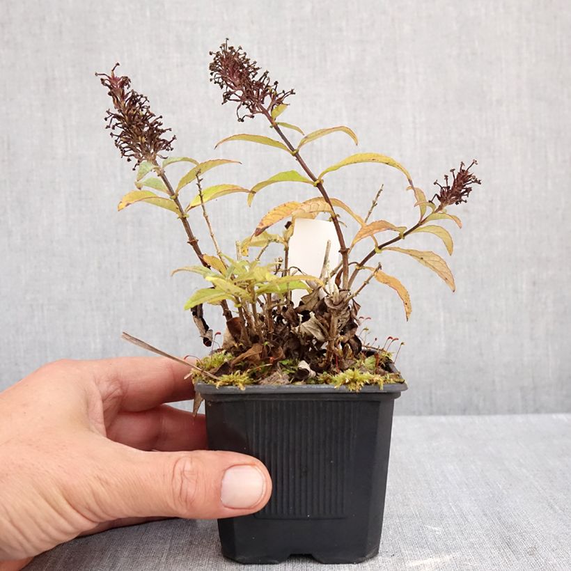 Spécimen de Buddleja davidii Butterfly Candy Little Pink - Arbre aux papillons nain Godet de 8/9 cm tel que livré en automne