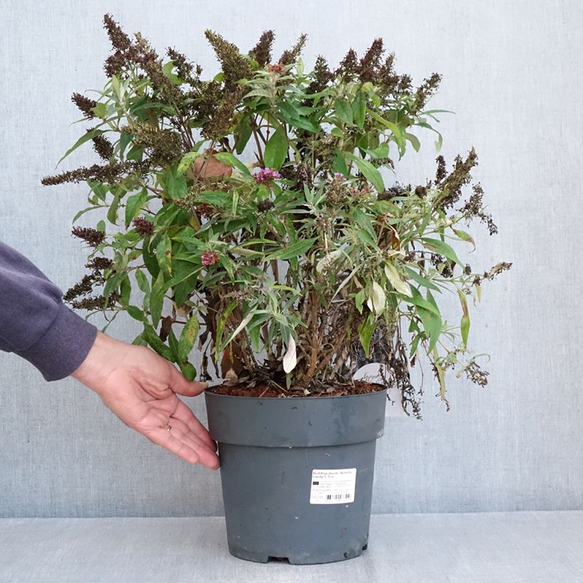 Spécimen de Buddleja davidii Butterfly Candy Trio Little Purple, Litttle Pink, Little Lila - Arbres aux papillons nains  Pot de 4L/5L tel que livré en automne