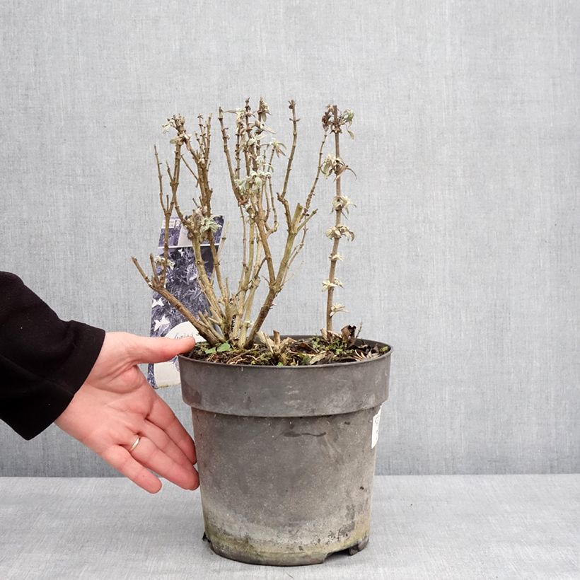 Spécimen de Buddleja davidii Butterfly Candy Trio Little Purple, Litttle Pink, Little Lila - Arbres aux papillons nains  Pot de 4L/5L tel que livré en hiver