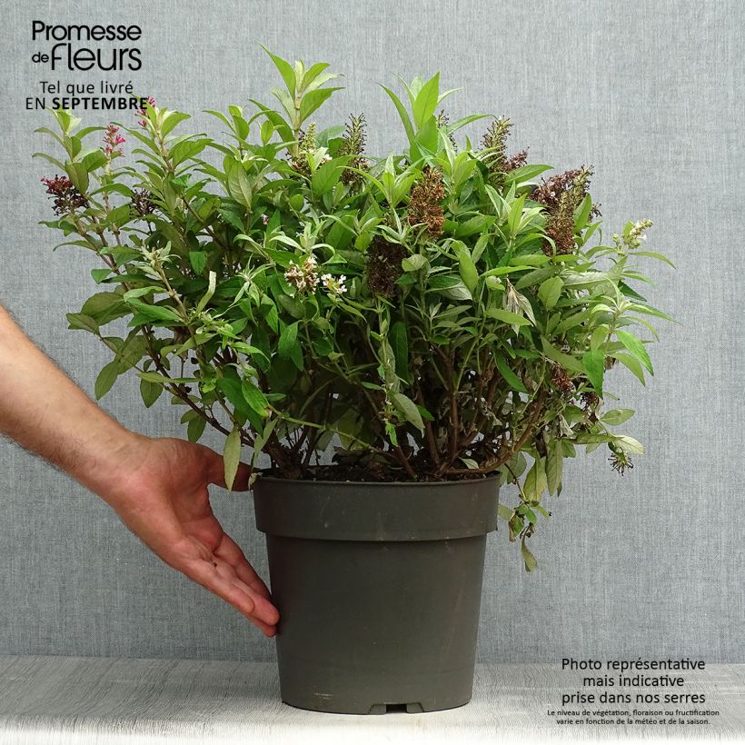 Spécimen de Buddleja davidii Butterfly Candy Trio Little Sweetheart, White, Little Ruby - Arbres à papillons nains Pot de 4L/5L tel que livré en automne