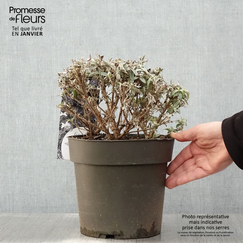 Spécimen de Buddleja davidii Butterfly Candy Trio Little Sweetheart, White, Little Ruby - Arbres à papillons nains Pot de 4L/5L tel que livré en hiver