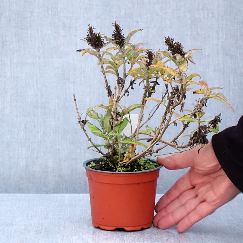 Spécimen de Buddleja davidii Butterfly CandyLittle Purple - Arbre aux papillons nain Godet de 8/9 cm tel que livré en automne