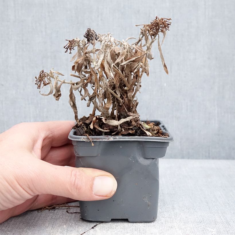 Spécimen de Buddleja davidii Butterfly CandyLittle Purple - Arbre aux papillons nain Godet de 8/9 cm tel que livré en hiver