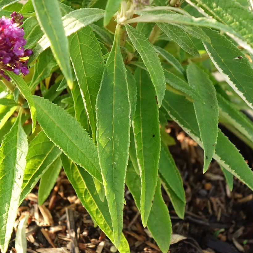 Buddleja davidii Butterfly CandyLittle Purple - Arbre aux papillons nain (Feuillage)