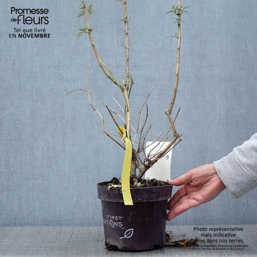 Spécimen de Buddleja davidii Groovy Grape - Arbre à papillons Pot de 3L/4L tel que livré en automne