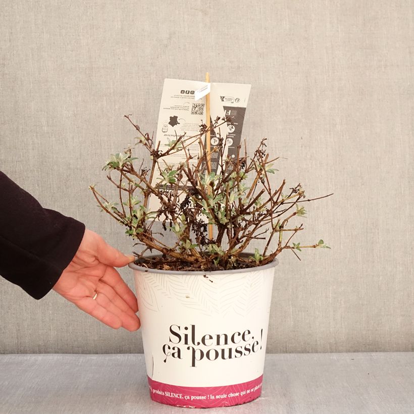 Spécimen de Buddleja davidii Rêve de Papillon Lavender - Arbre aux papillons Pot de 4L/5L tel que livré en hiver