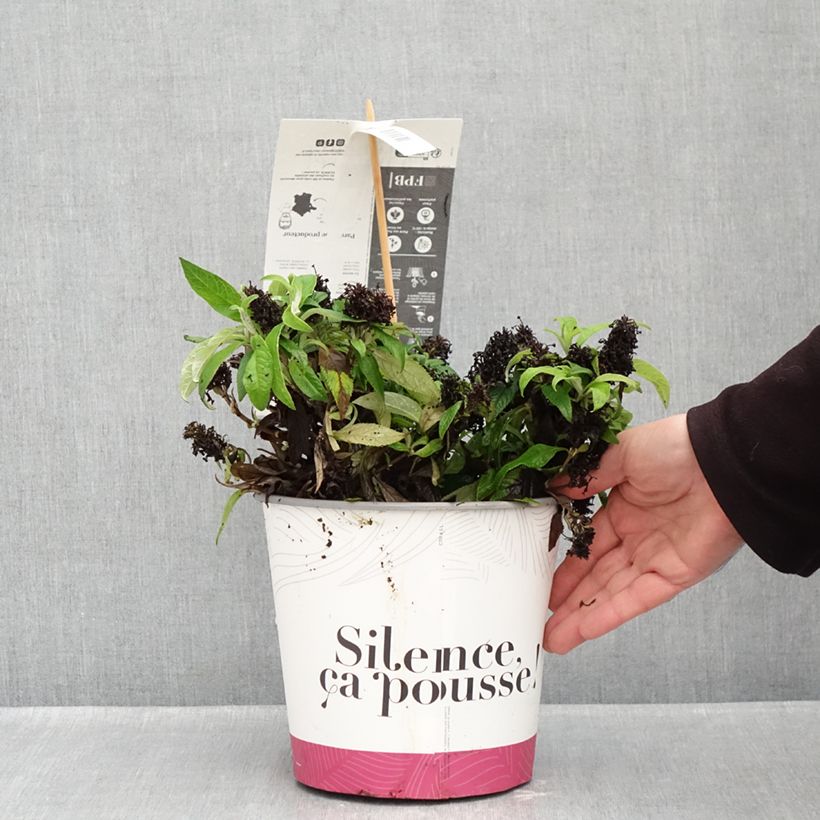 Spécimen de Buddleja davidii Tiny Buddy Violet - Arbre aux papillons nain Pot de 4L/5L tel que livré en automne