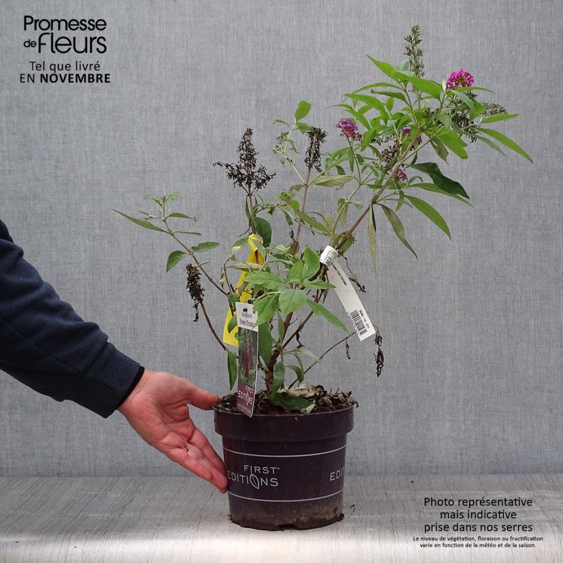 Spécimen de Buddleja Funky Fuchsia - Arbre aux papillons Pot de 2L/3L tel que livré en automne