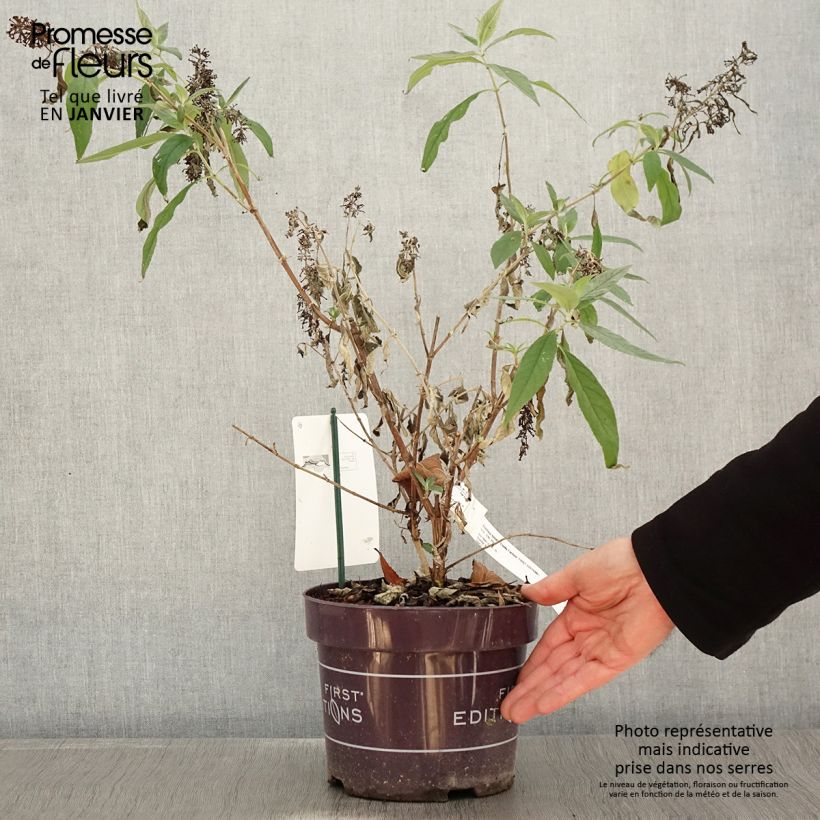 Spécimen de Buddleja Funky Fuchsia - Arbre aux papillons Pot de 2L/3L tel que livré en hiver