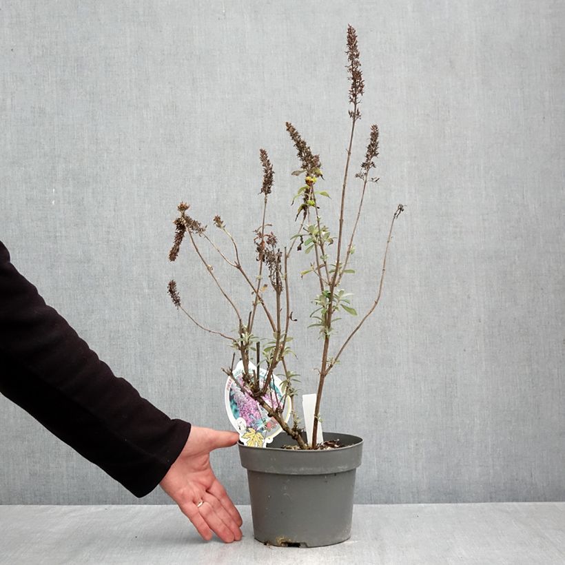 Spécimen de Buddleja Peacock - Arbre aux papillons Pot de 3L/4L tel que livré en automne