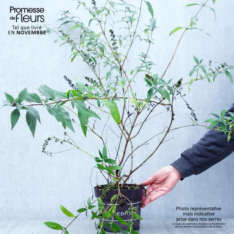 Spécimen de Buddleja Psychedelic Sky - Arbre aux papillons Pot de 2L/3L tel que livré en automne
