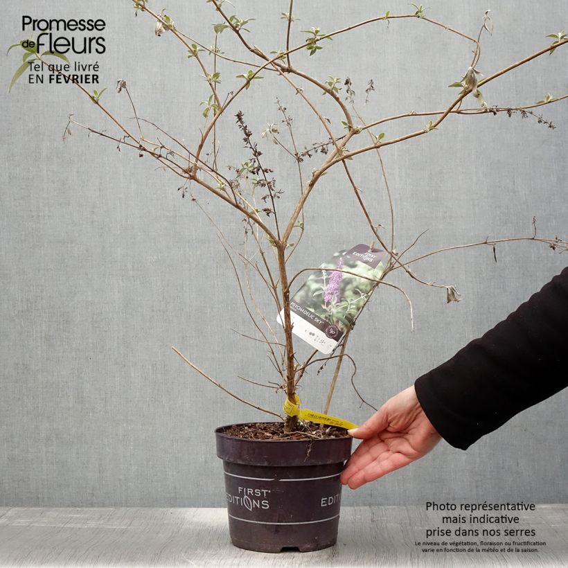 Spécimen de Buddleja Psychedelic Sky - Arbre aux papillons Pot de 2L/3L tel que livré en hiver