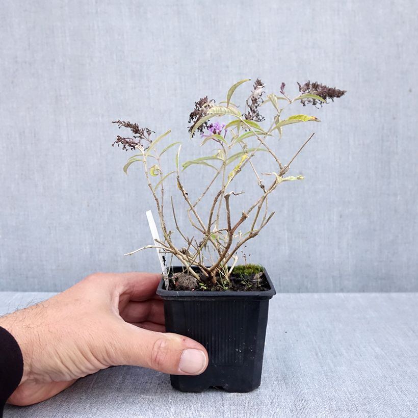 Spécimen de Buddleja Wisteria Lane - Arbre à papillons Godet de 8/9 cm tel que livré en automne