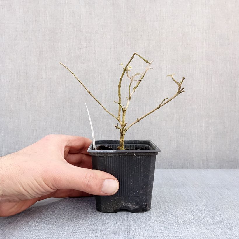 Spécimen de Buddleja Wisteria Lane - Arbre à papillons Godet de 8/9 cm tel que livré en hiver