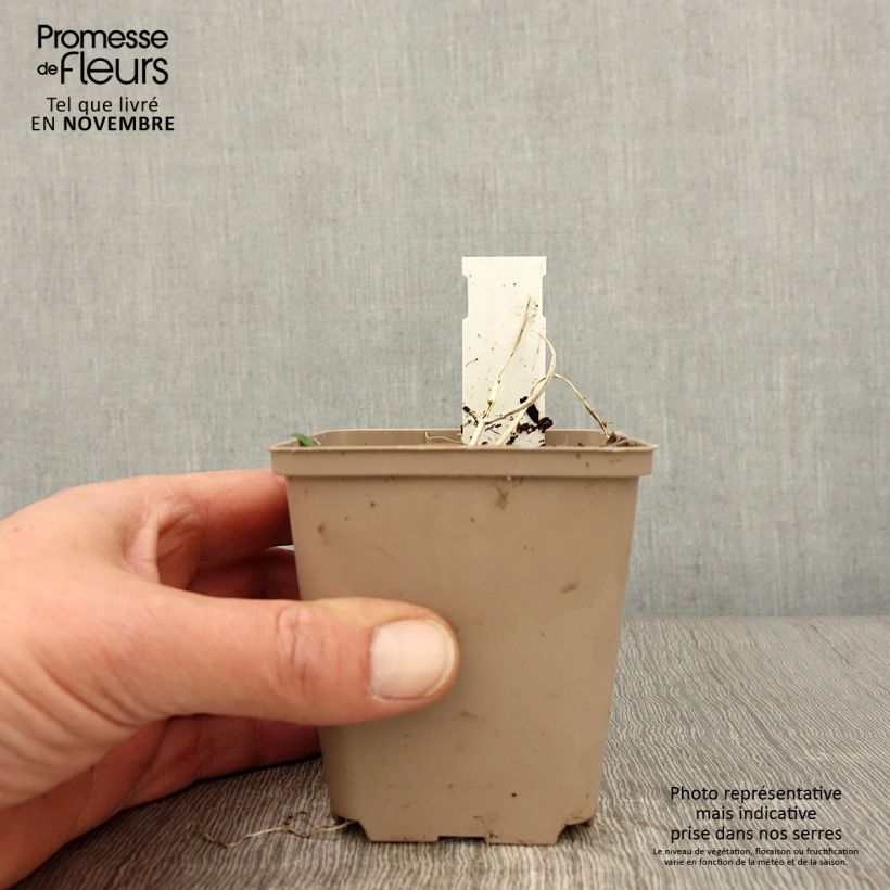 Spécimen de Bugle incisé - Ajuga incisa Frosted Jade Godet de 8/9 cm tel que livré en automne