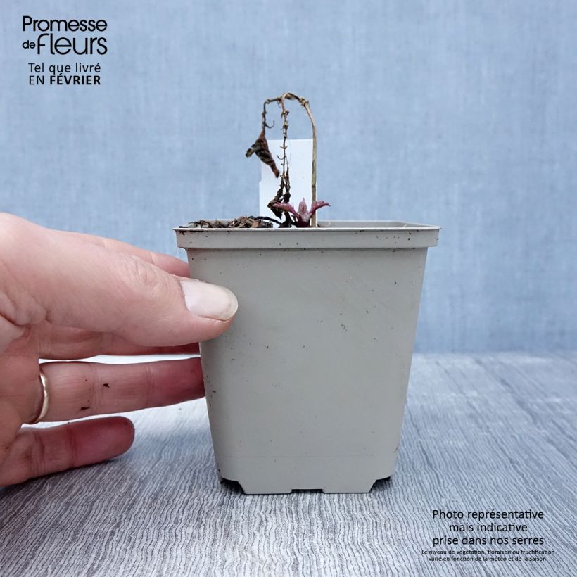 Spécimen de Bugle incisé - Ajuga incisa Frosted Jade Godet de 8/9 cm tel que livré en hiver