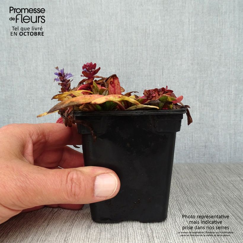Spécimen de Bugle rampante - Ajuga reptans Atropurpurea Godet de 7/8 cm tel que livré en automne