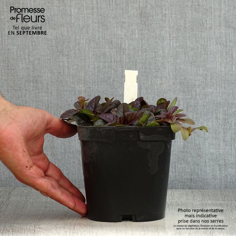 Spécimen de Bugle rampante - Ajuga reptans Atropurpurea Pot de 2L/3L tel que livré en été