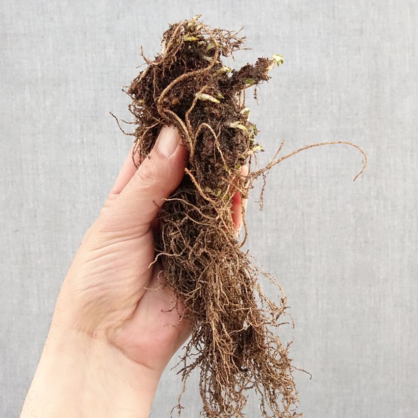 Spécimen de Bugle rampante - Ajuga reptans Atropurpurea Racines nues tel que livré en hiver