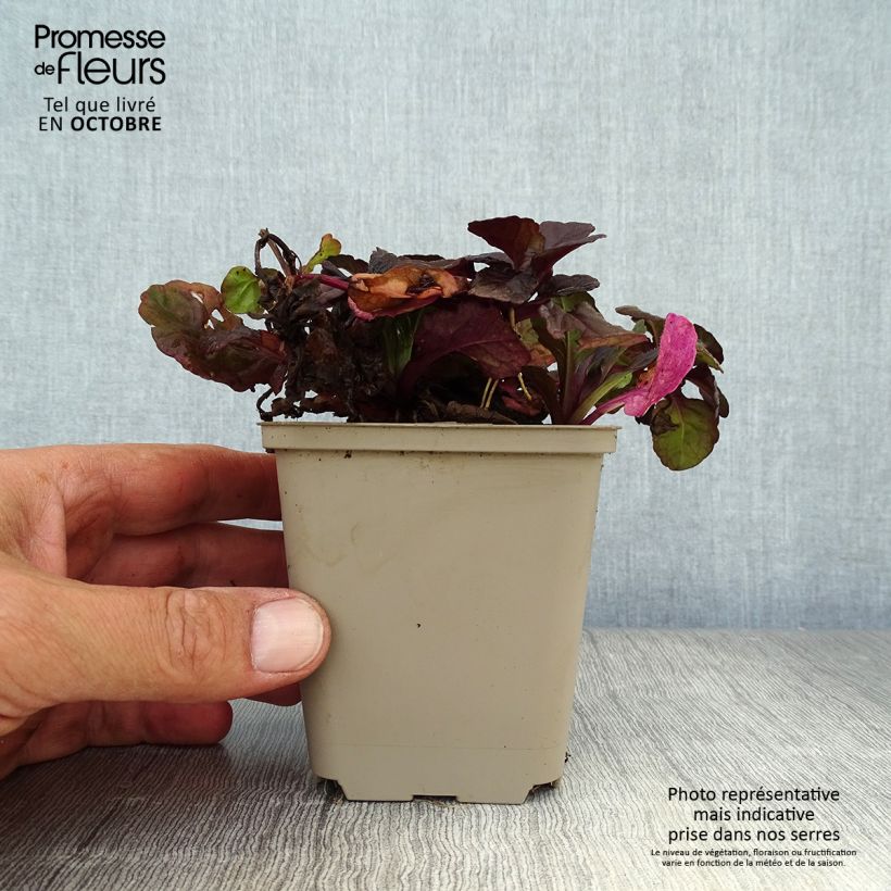 Spécimen de Bugle rampante - Ajuga reptans Black Scallop Godet de 8/9 cm tel que livré en automne