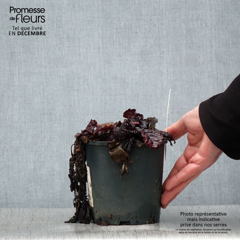 Spécimen de Bugle rampante - Ajuga reptans Black Scallop Pot de 2L/3L tel que livré en hiver