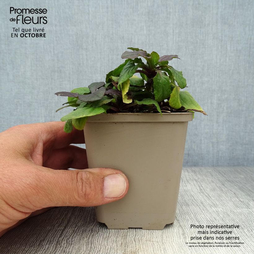 Spécimen de Bugle rampante, Ajuga reptans Braunherz Godet de 8/9 cm tel que livré en automne