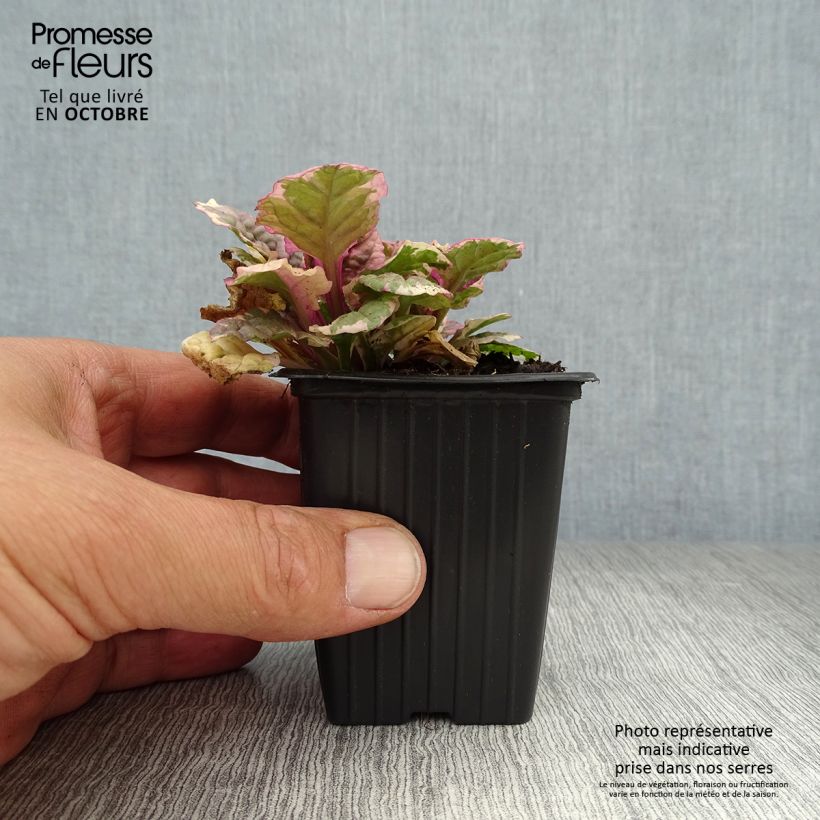 Spécimen de Bugle rampante - Ajuga reptans Burgundy Glow Godet de 7/8 cm tel que livré en automne