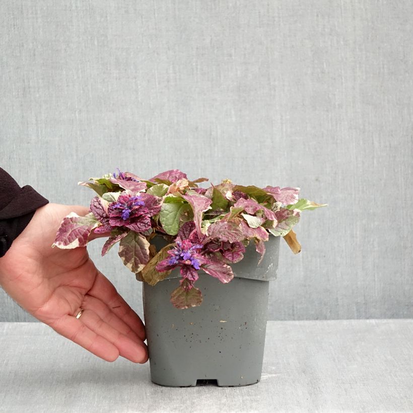 Spécimen de Bugle rampante - Ajuga reptans Burgundy Glow Pot de 2L/3L tel que livré en automne