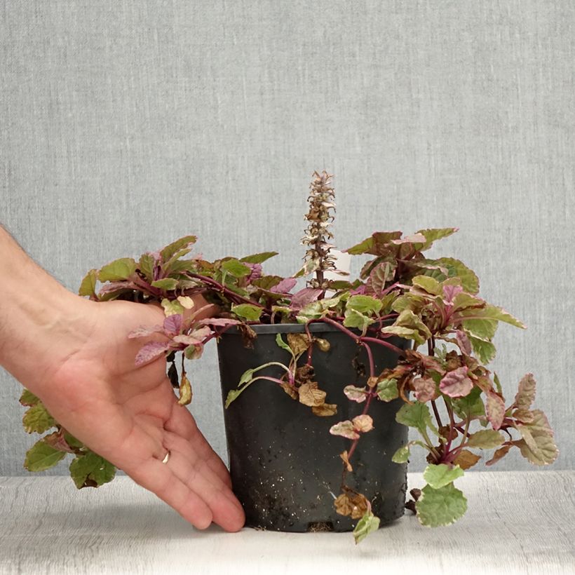 Spécimen de Bugle rampante - Ajuga reptans Burgundy Glow Pot de 2L/3L tel que livré en été